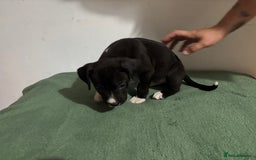 Mixed Breed dogs for sale: Abbd x greyhound puppy - Image 3
