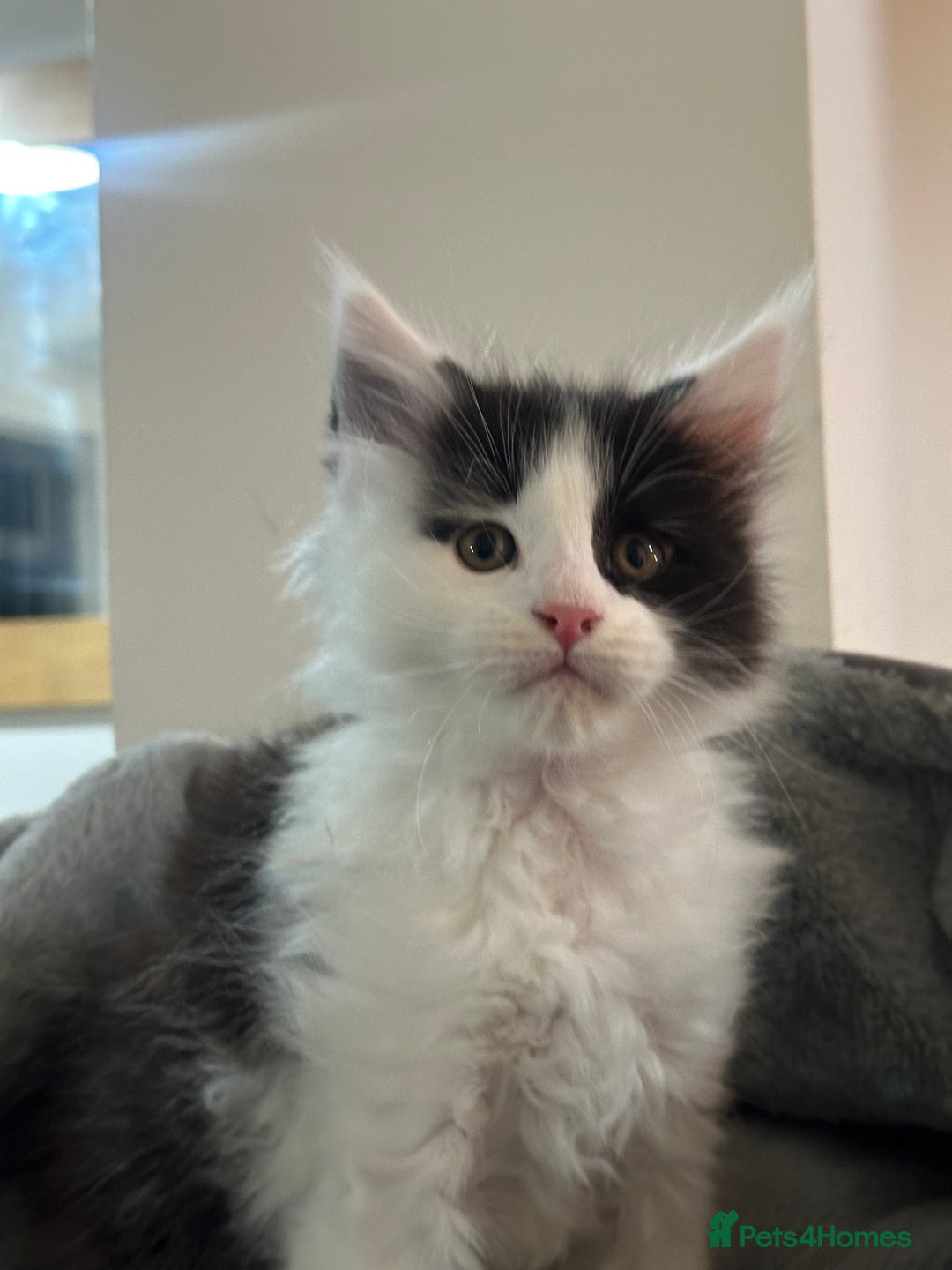 Maine Coon cats for sale: GCCF 2x Male Tuxedo Maine Coons Ready to Reseverve - Advert 6