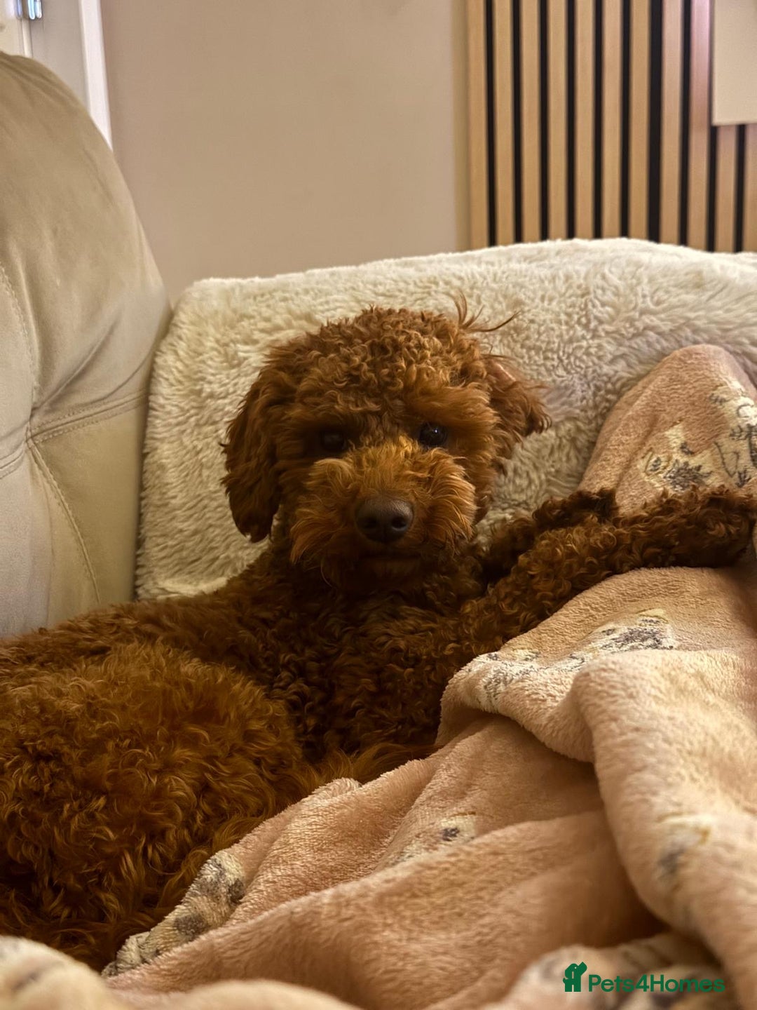 Cavapoo dogs for stud: Otis the red Cavapoo - Advert 4