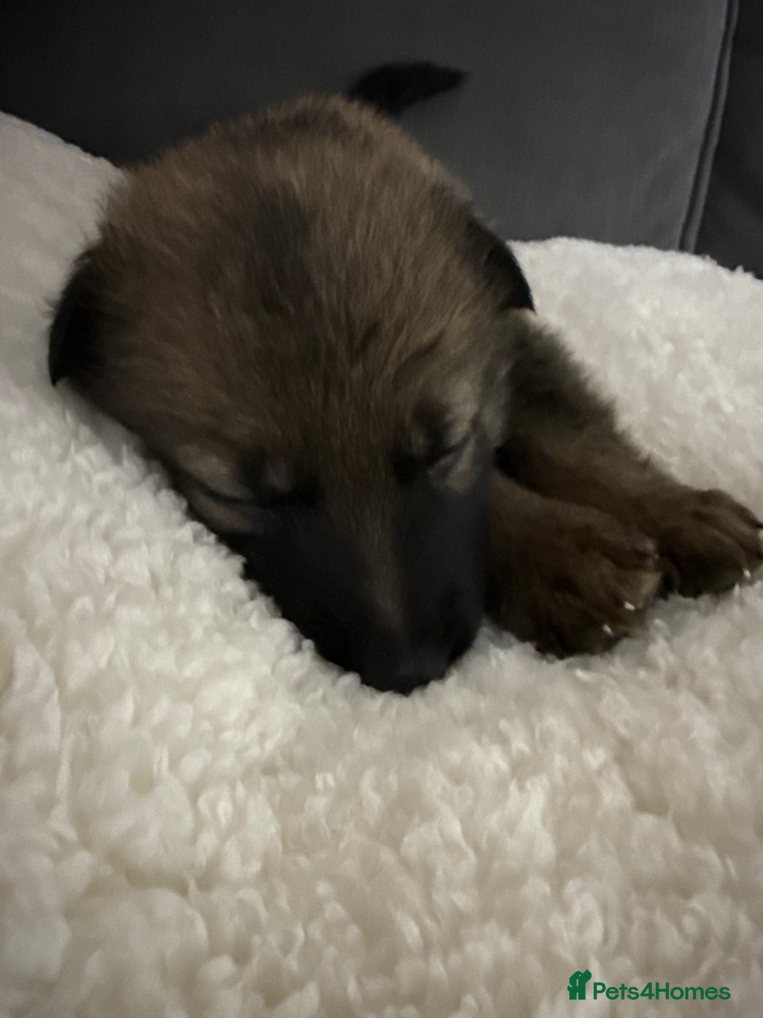 German Shepherd dogs for sale: German shepherd  - Advert 3