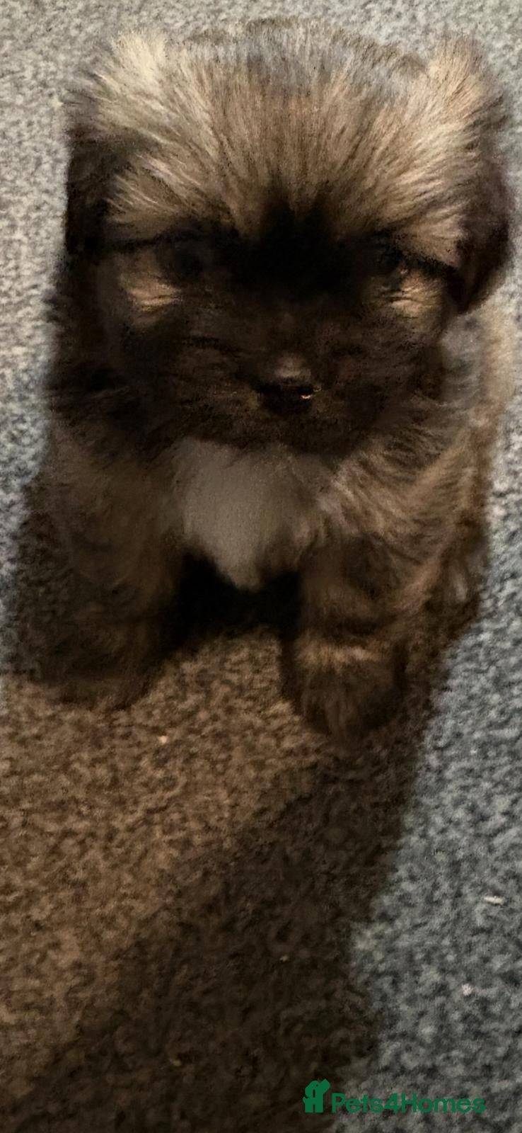 Mixed Breed dogs Lhasa frenchie puppies  - Advert 1