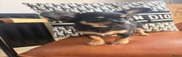 Chihuahua dogs for sale:  🐾 One little precious girl remaining 🐾  - Advert 5