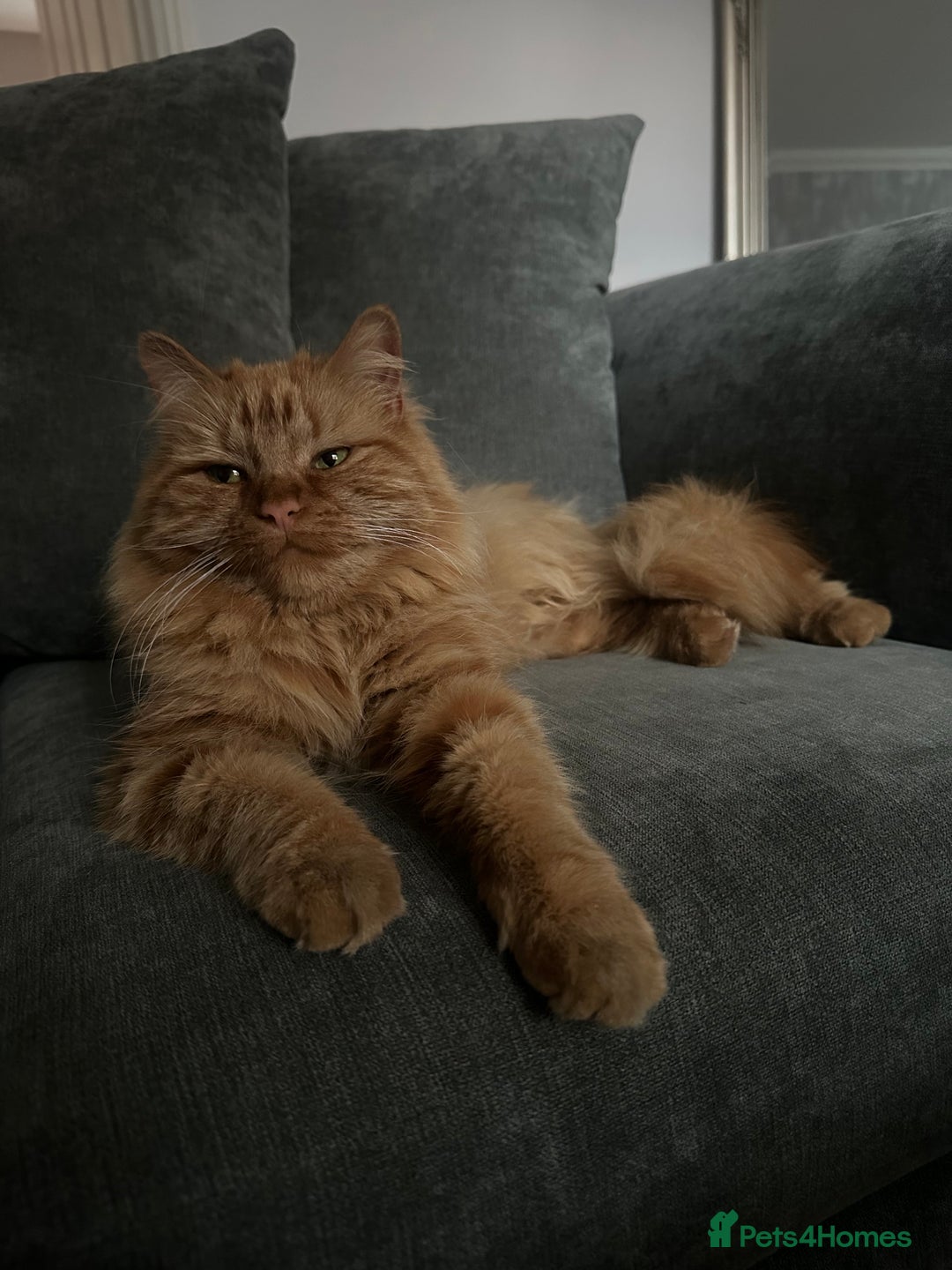 Domestic Shorthair cats for sale: Beautiful brother and sister must stay together  - Advert 2