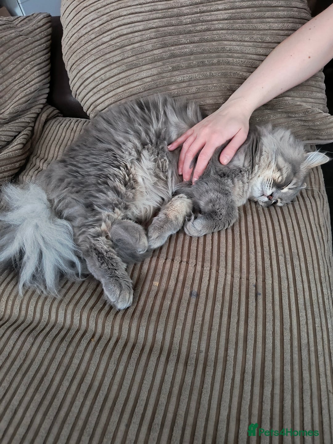 British Longhair cats for sale: British long hair 1 year old boy - Image 2