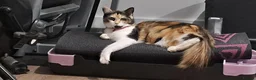 Mixed Breed cats for sale: 2 kittens ready to go - Advert 1
