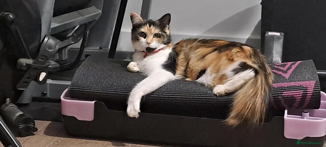 Mixed Breed cats for sale: 2 kittens ready to go - Advert 1