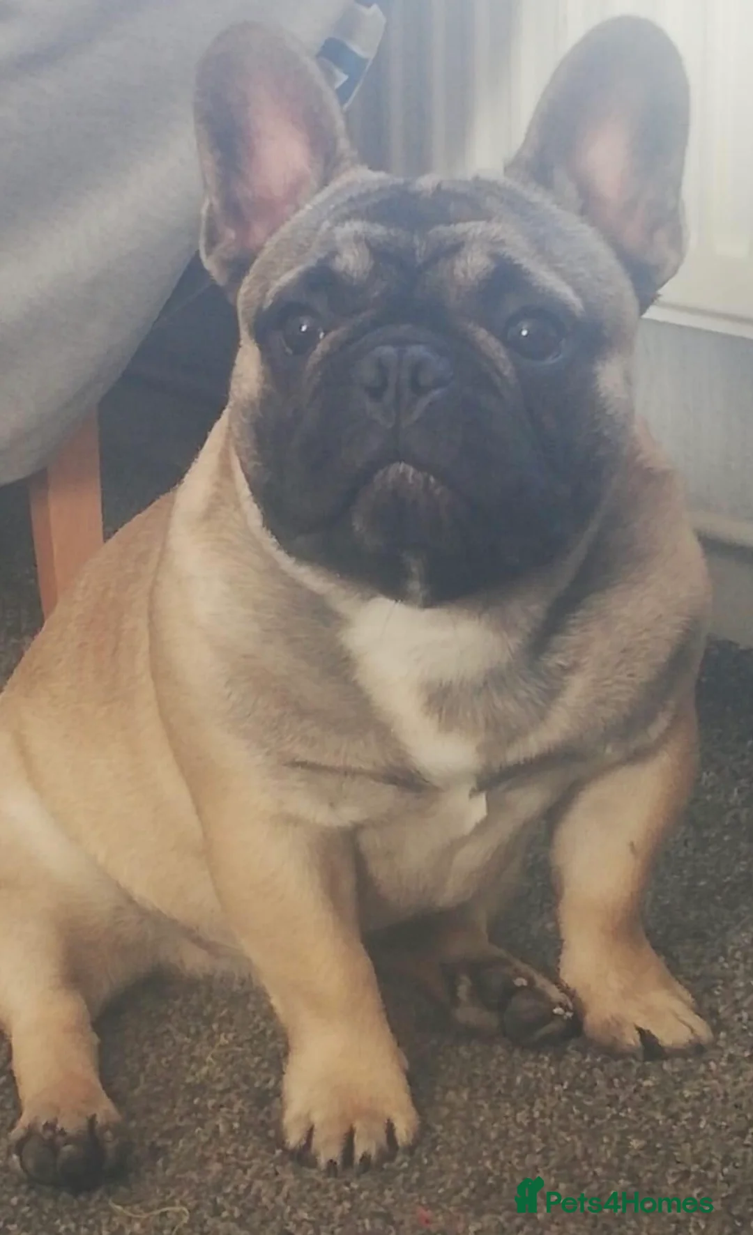 French Bulldog dogs for stud: Henri show winning red fawn stud  - Advert 32