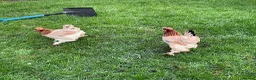 Hens poultry for sale: Three Pekin Bantam Hens. in Chesterfield - Advert 3