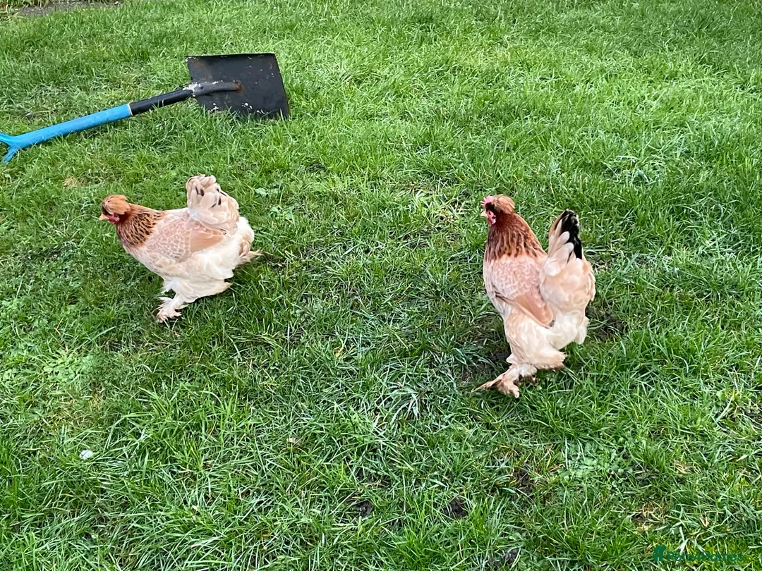 Hens poultry for sale: Three Pekin Bantam Hens. in Chesterfield - Advert 3