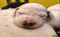 Dalmatian dogs for sale: **Beautiful litter of 11 KC Dalmatians** - Image 6