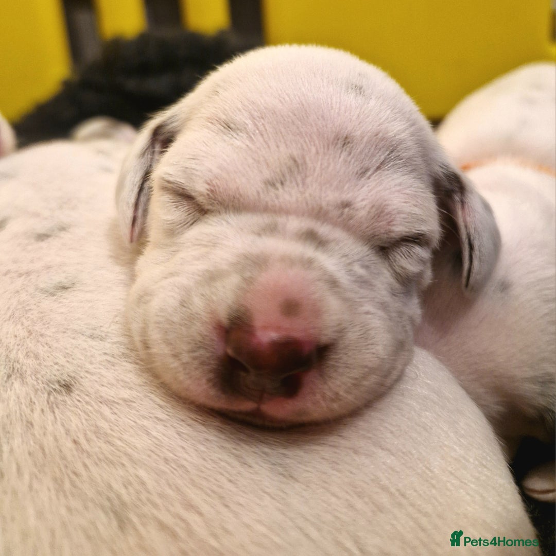 Dalmatian dogs for sale: **Beautiful litter of 11 KC Dalmatians** - Image 6