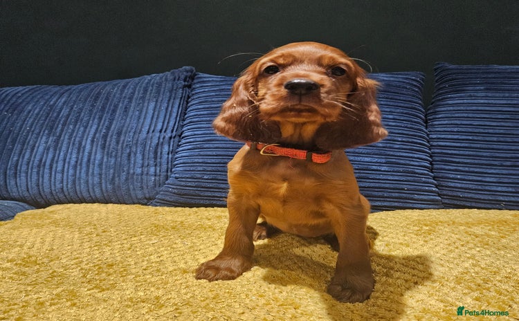 Irish Setter dogs - Advert 4