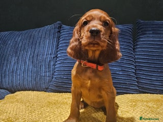 Irish Setter dogs - Advert 5