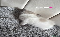 Ragdoll cats for sale: Five Beautiful Pure Breed Ragdoll Kittens🤍 - Image 29