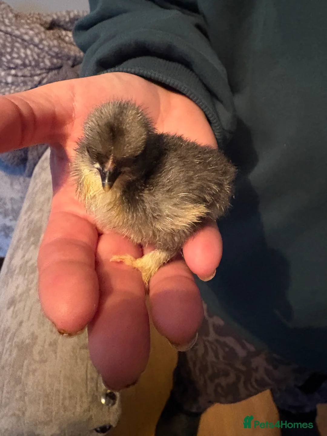 Chickens poultry for sale: pekin chicks mix colours chance frizzle bantam - Advert 2