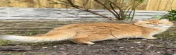 British Shorthair cats for sale: 🌟Adorable Golden Pure BSH kittens 🌟 - Advert 23