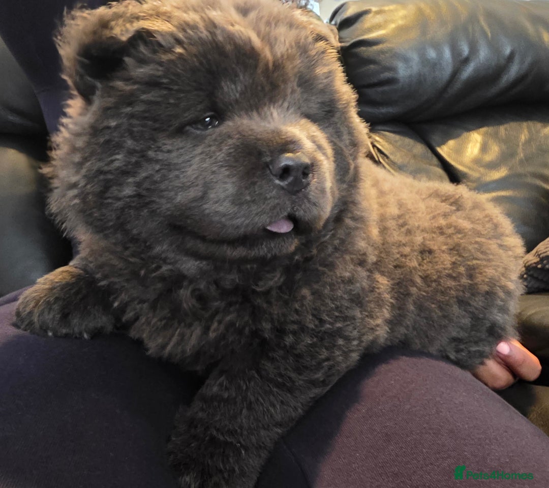 Chow Chow dogs for sale: 💫Stunning Chows Available 🥰❤️ - Image 5