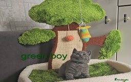 British Shorthair cats for sale: British Blue Shorthair kittens, GCCF pedigree - Image 31