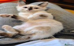 Munchkin cats for sale: Purebred TICA reg. Munchkin kittens ready to go  - Image 11