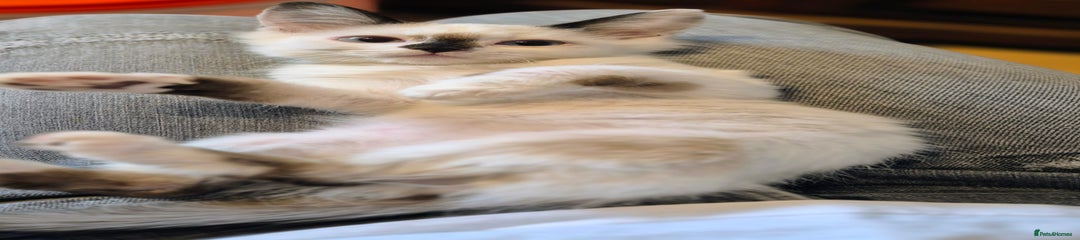 Non standard Munchkin girl