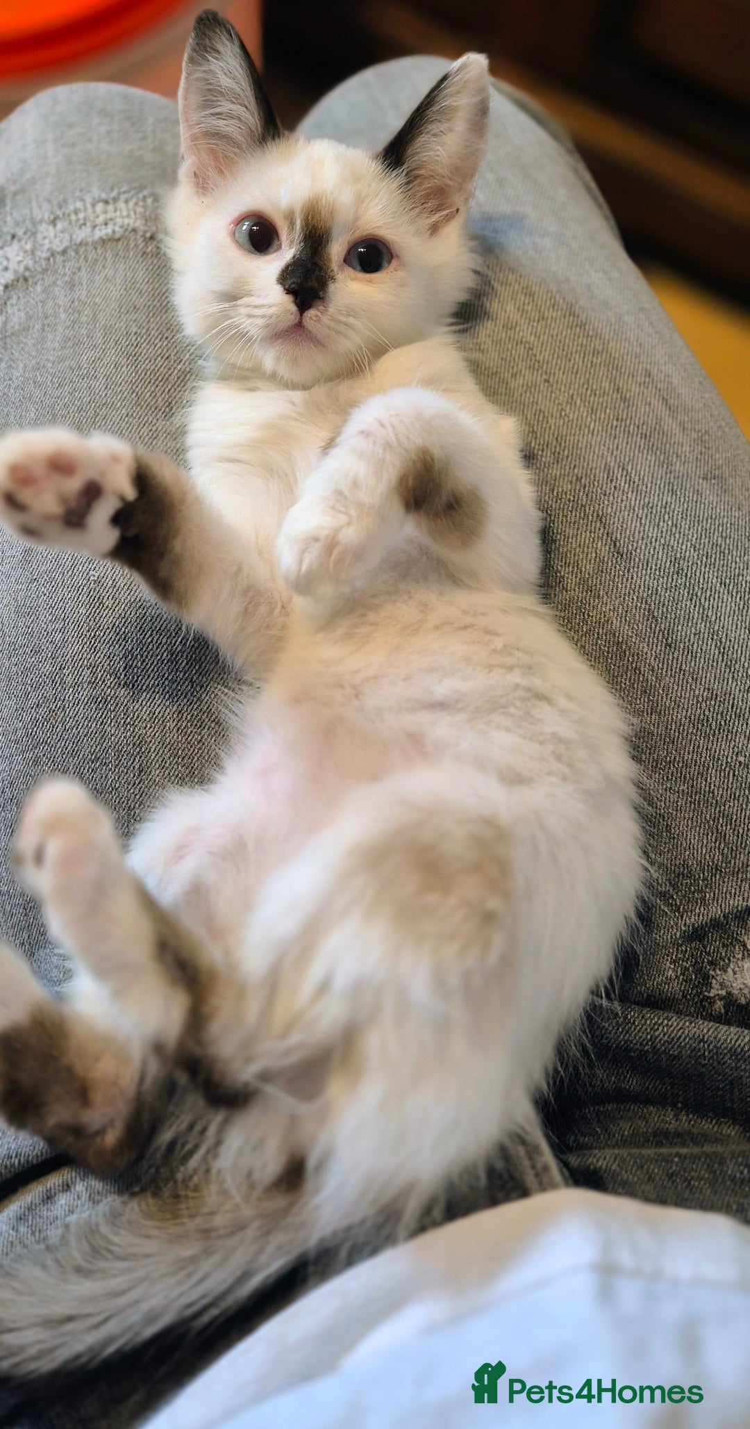 Munchkin cats for sale: Purebred TICA reg. Munchkin kittens ready to go  - Image 11