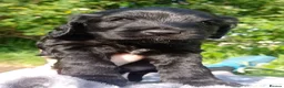 Cockapoo dogs for sale: Black and One black and white Cock a poo for Dale in Cardiff - Advert 11
