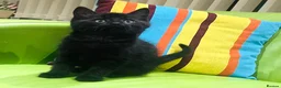 Mixed Breed cats for sale: Kittens for sale ,mixed breed, wonderful behaviour - Advert 32