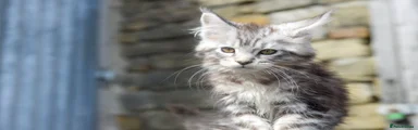 Maine Coon 1