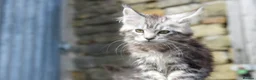 Maine Coon cats for sale: Xl Maine coon kittens parents Russian imports  - Advert 34