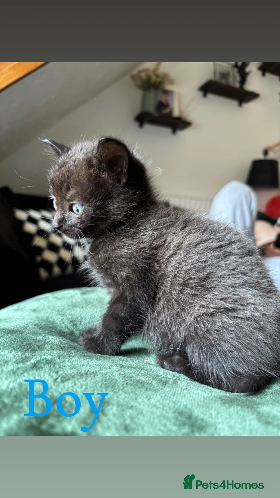 Mixed Breed cats for sale: Kittens For Sale  - Advert 2