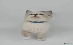 Ragdoll cats for sale: 🤍 STUNNING GCCF REGISTERED RAGDOLL KITTENS 🤍🤍 - Image 13