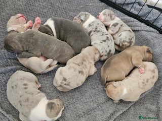 American Bully dogs - Advert 5