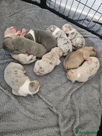 American Bully dogs - Advert 1