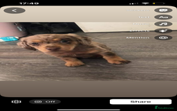 Miniature Dachshund dogs for sale: Miniature dachshunds  - Image 5