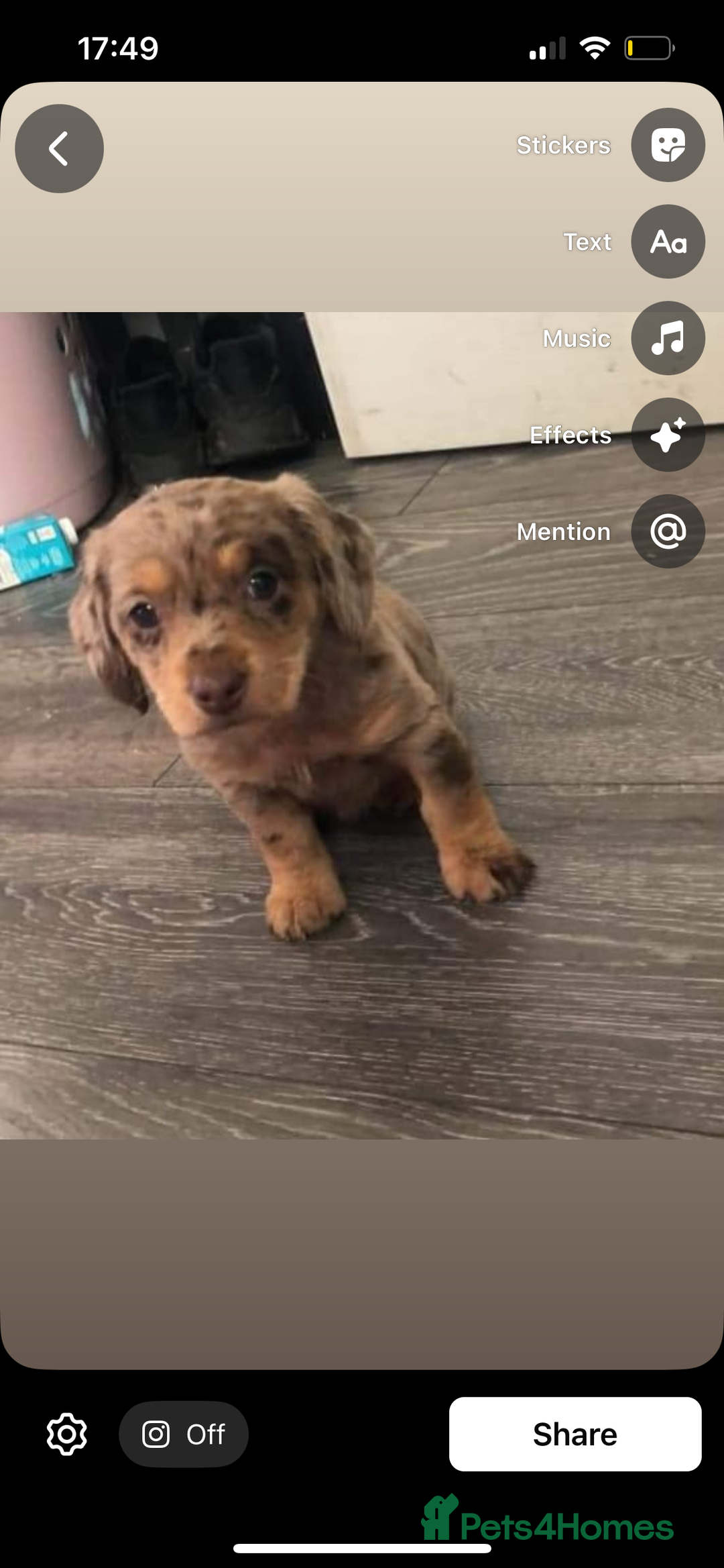 Miniature Dachshund dogs for sale: Miniature dachshunds  - Image 5