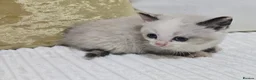 Domestic Shorthair cats for sale: Beautiful Litter of 8 Kittens –5 Females & 3 Males - Advert 31