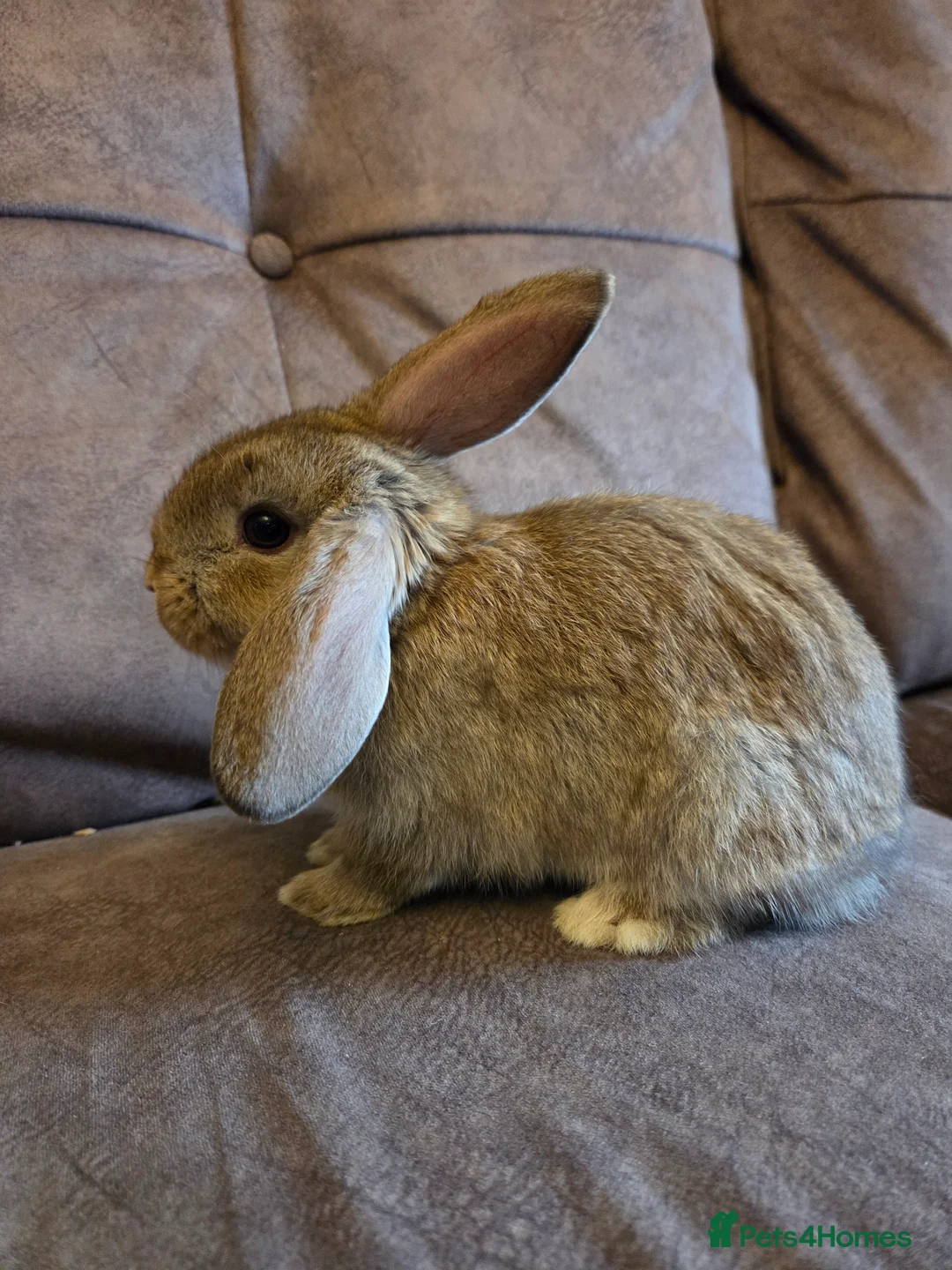 Mini Lop rabbits for sale: Mini lop rabbits ready now - Advert 2
