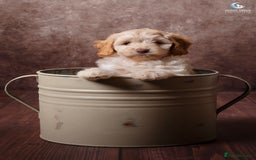 Cockapoo dogs for sale: **Ready Now**Miniature F1B Cockapoos  - Image 20