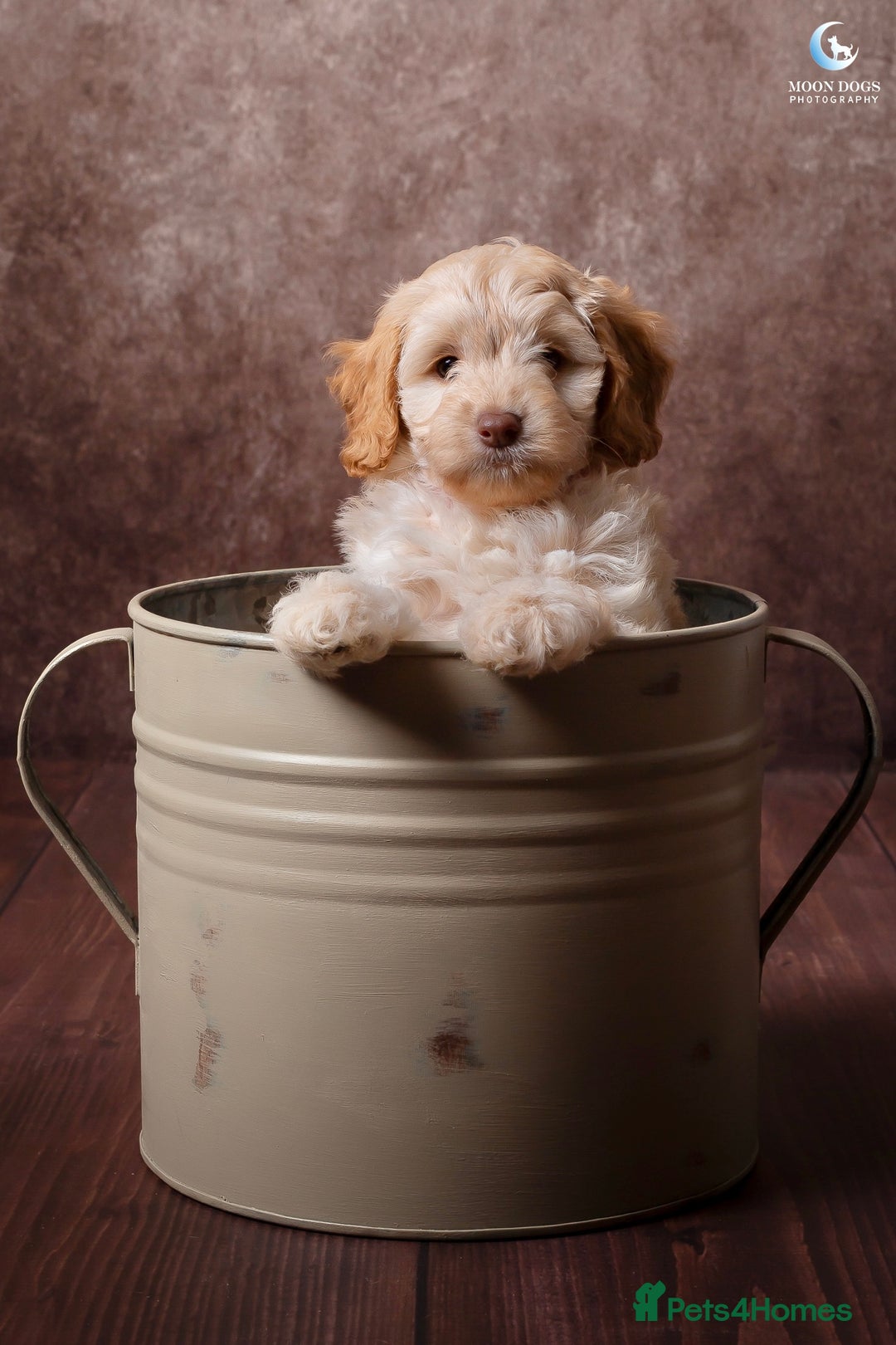 Cockapoo dogs for sale: **Ready Now**Miniature F1B Cockapoos  - Image 20