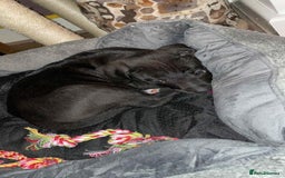 Mixed Breed dogs for sale: 4 month old/ labrador retrieve/cane corse - Image 3