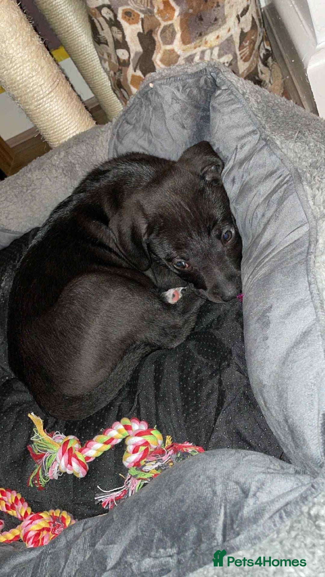 Mixed Breed dogs for sale: 4 month old/ labrador retrieve/cane corse - Image 3