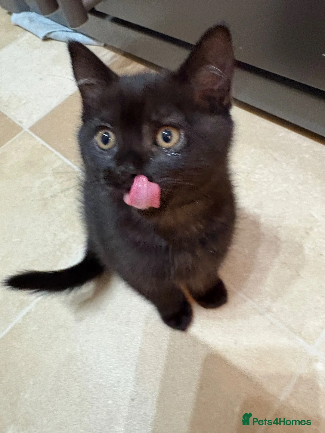 Ragdoll cats for sale: Ragdoll x British Blue in Downham Market - Advert 14