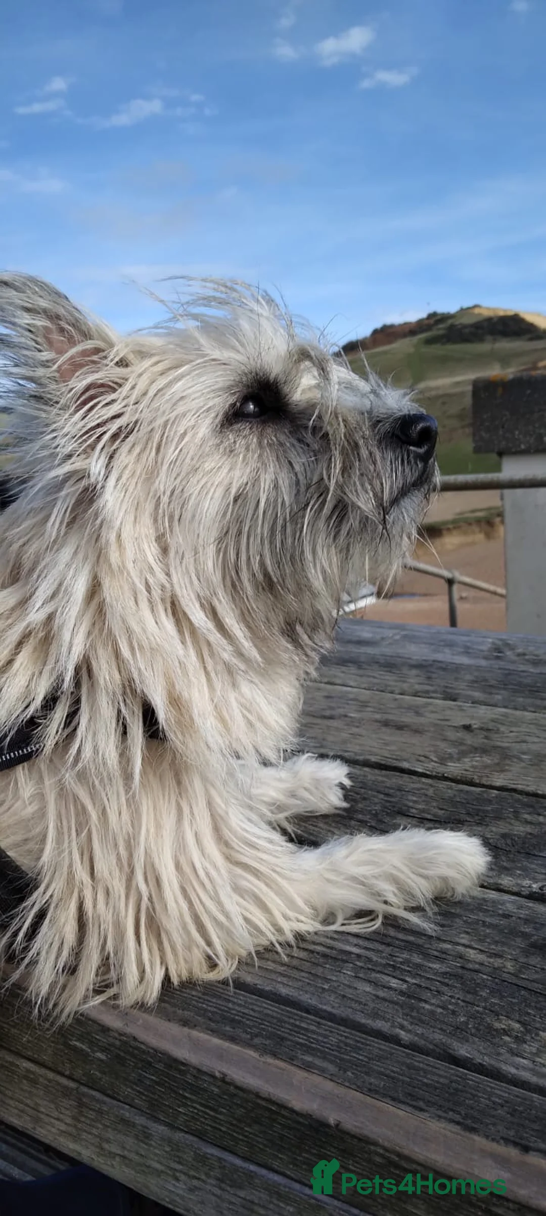 Cairn Terrier dogs for sale: KC reg Female pup off health tested parents  - Advert 23