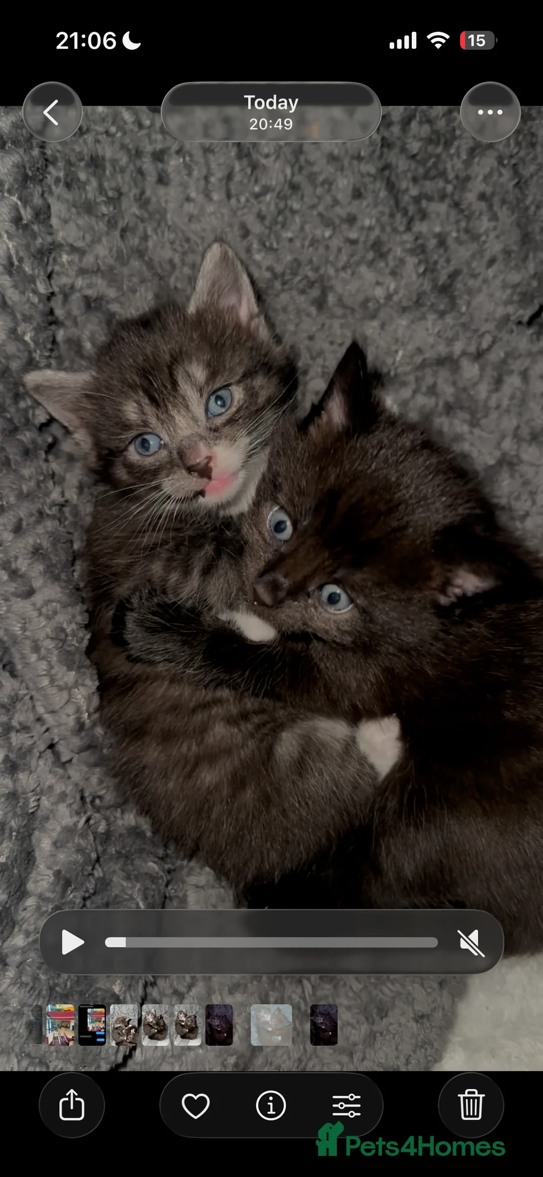 Siberian cats for sale: One pure Siberian male- 4th litter very large  - Advert 14