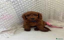 Cavapoo dogs for sale: health tested red cavapoo babies in Goole - Image 4