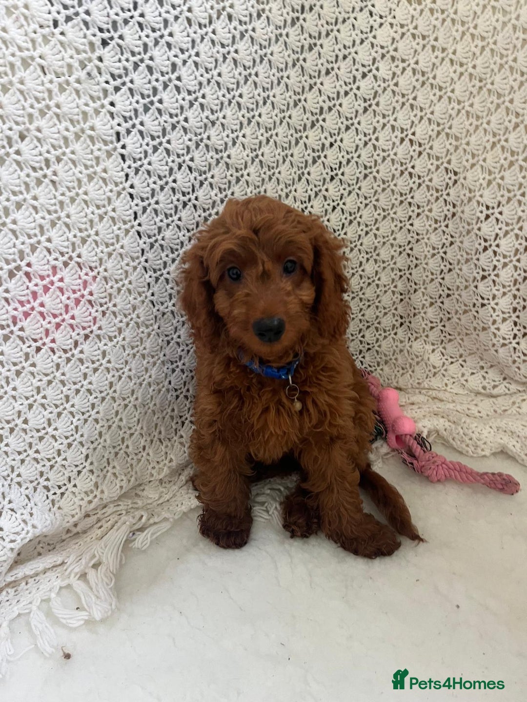 Cavapoo dogs for sale: health tested red cavapoo babies in Goole - Image 4