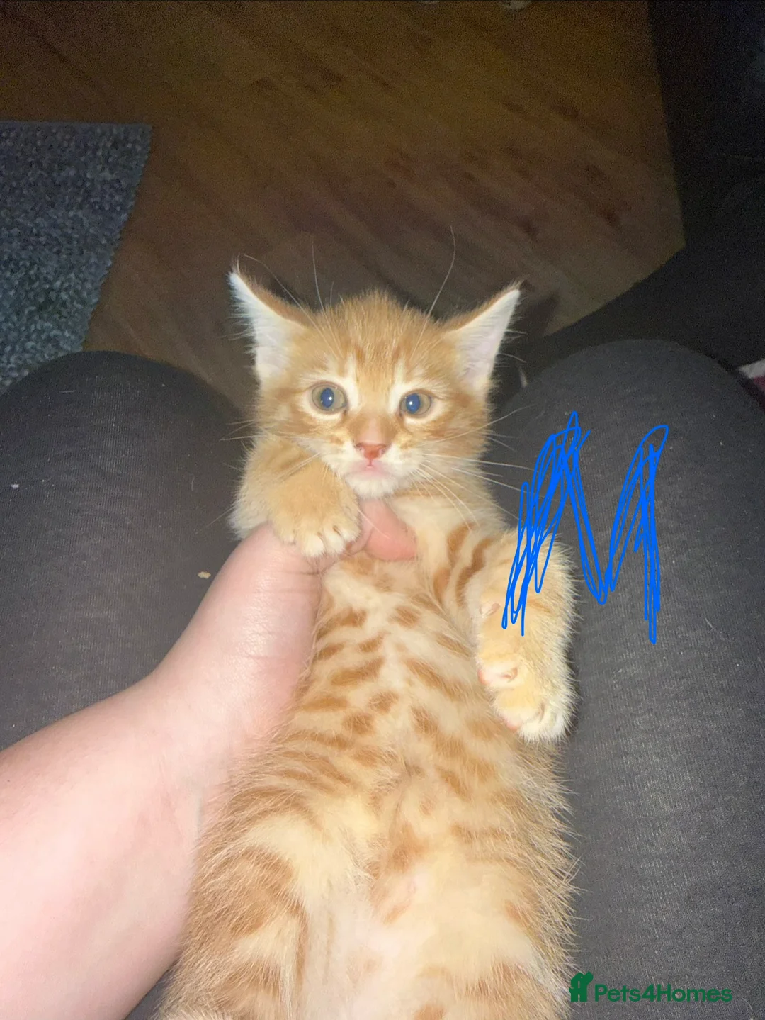Mixed Breed cats for sale: Maine Coon Cross Kittens. - Advert 6