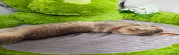British Shorthair cats for sale: British shorthair golden adorable TICA - Advert 5