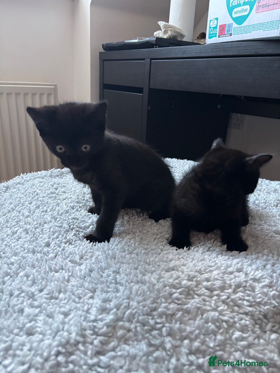 British Longhair cats for sale: 1 x British Long Hair & 2 x British Short Hair - Image 16