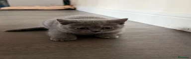British Shorthair 2